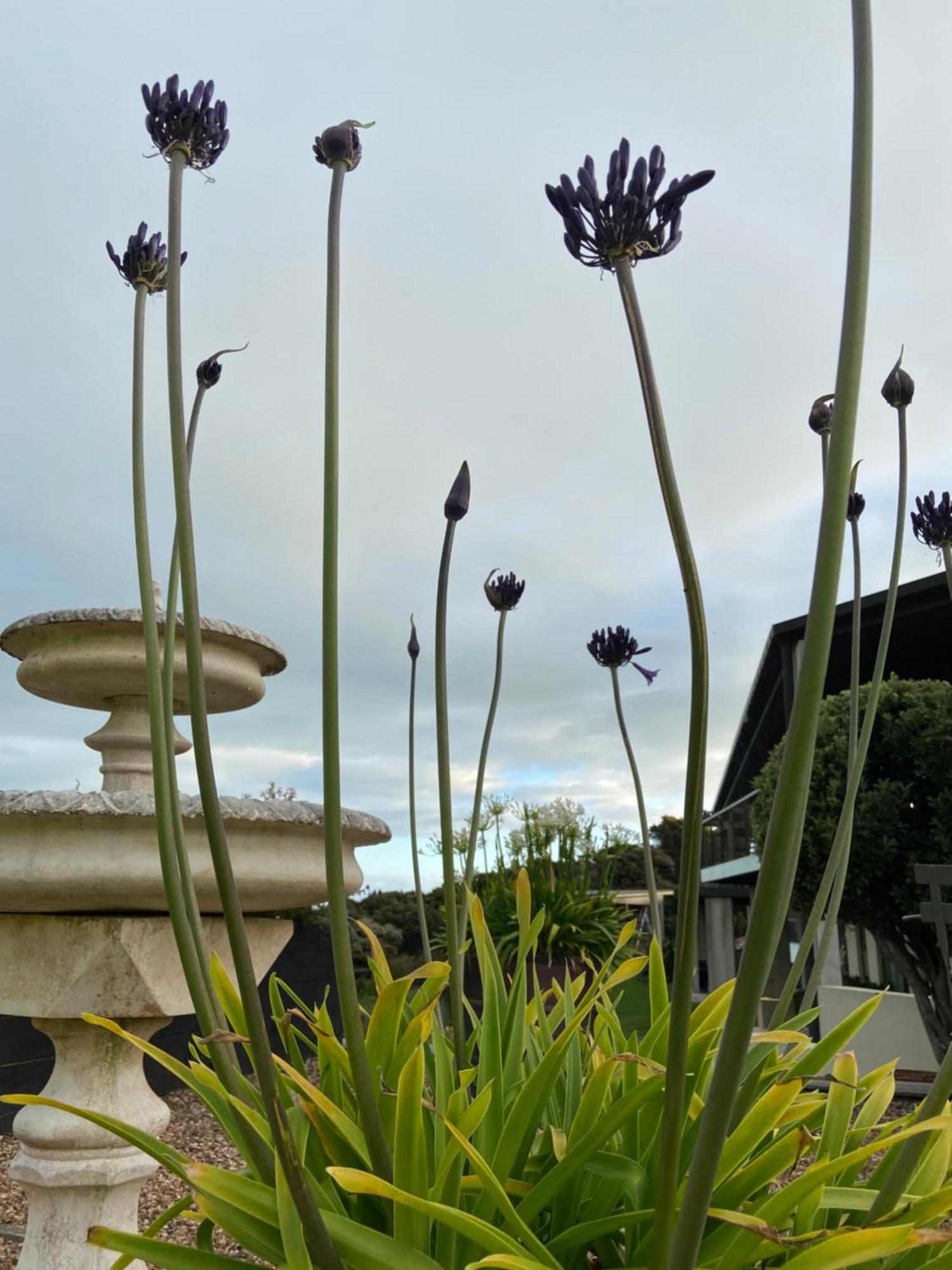 Hotel La Bodega Waiheke Island Surfdale Exterior foto